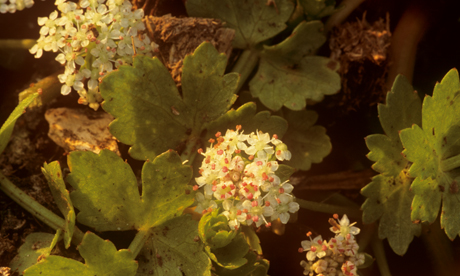 Creeping Marshwort approx 10 times lifesize 006 Creeping Marshwort approx 10 times lifesize. Photo:© Alistair Siddons