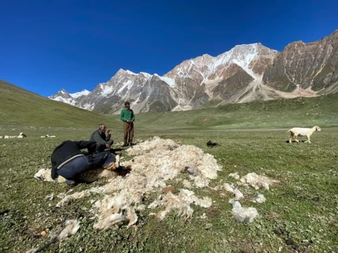 Desi-Oon Wool Traceability Framework - Autumn woolshear in the Himalayas