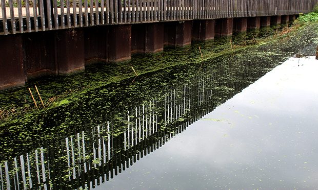 Failed reedbed