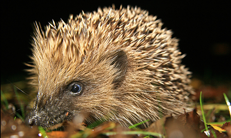 Photograph: Ali Taylor