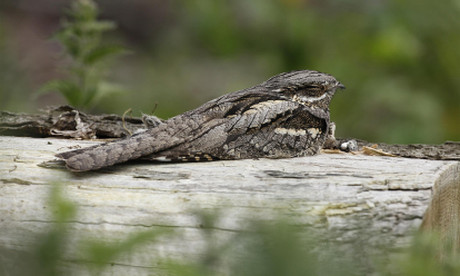 Adult nightjar roosting during daylight hours relying on camouflage and immobility for disguise. Photograph: Andy Hay RSPB-Images 