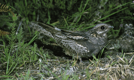 Nightjar on ground among heather. Photograph: Mike Richards RSPB-Images