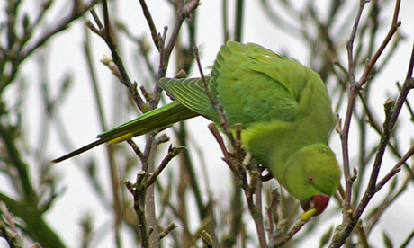 Ring necked parakeet