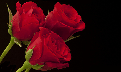 Roses-fRandi-Shooters 001 Photo: fRandi-Shooters