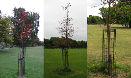 Three trees Clissold Park 006