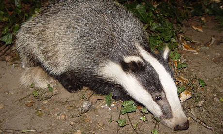 The badger: one of Britain's most loved animals. Photograph: BadgerHero/Wikipedia