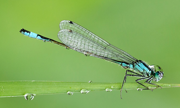 A Banded Demoiselle dragonfly.