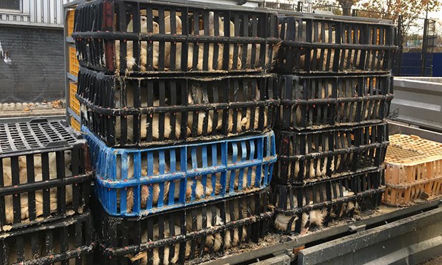 An example of how some fowl are transported