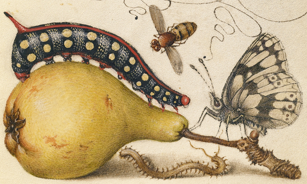 Joris Hoefnagel’s illumination of a caterpillar, from Mira calligraphiae monumenta (c. 1561)