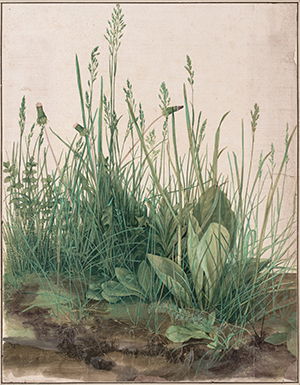 What a Stone Age vegan meal might have looked like, courtesy of Albrecht Dürer’s The Large Piece of Turf (1503)