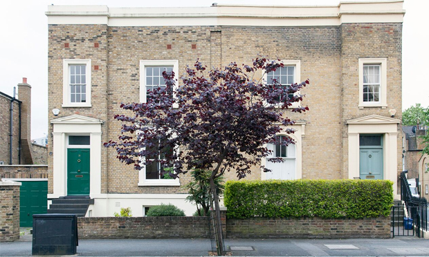 A Cercis canadensis or eastern redbud tree in Haggerston. Photograph: Paul Wood
