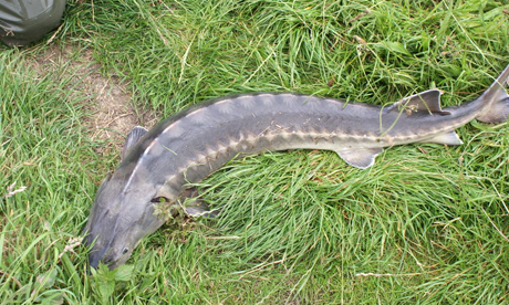 sturgeon 007 Sturgeon on eBay