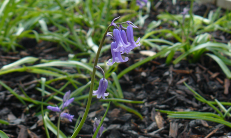 urban bluebells 007 Urban Bluebells