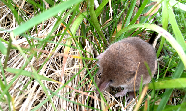 A pygmy shrew nestled in Walthamstow Marshes. Photograph: Nathaniel Legall