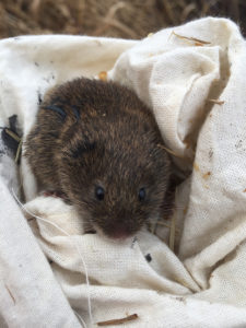 Field vole